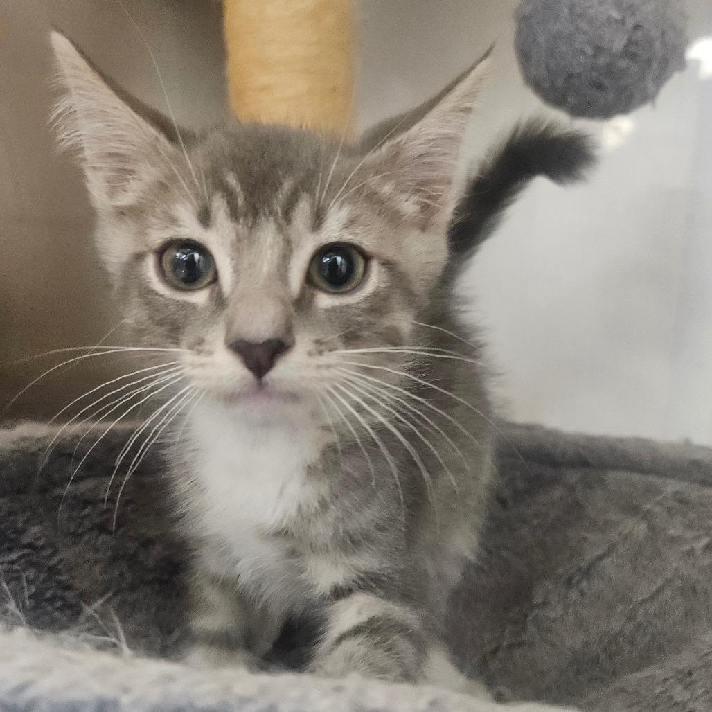 Toyota, Adoptable, Kitten Male Domestic Short Hair.