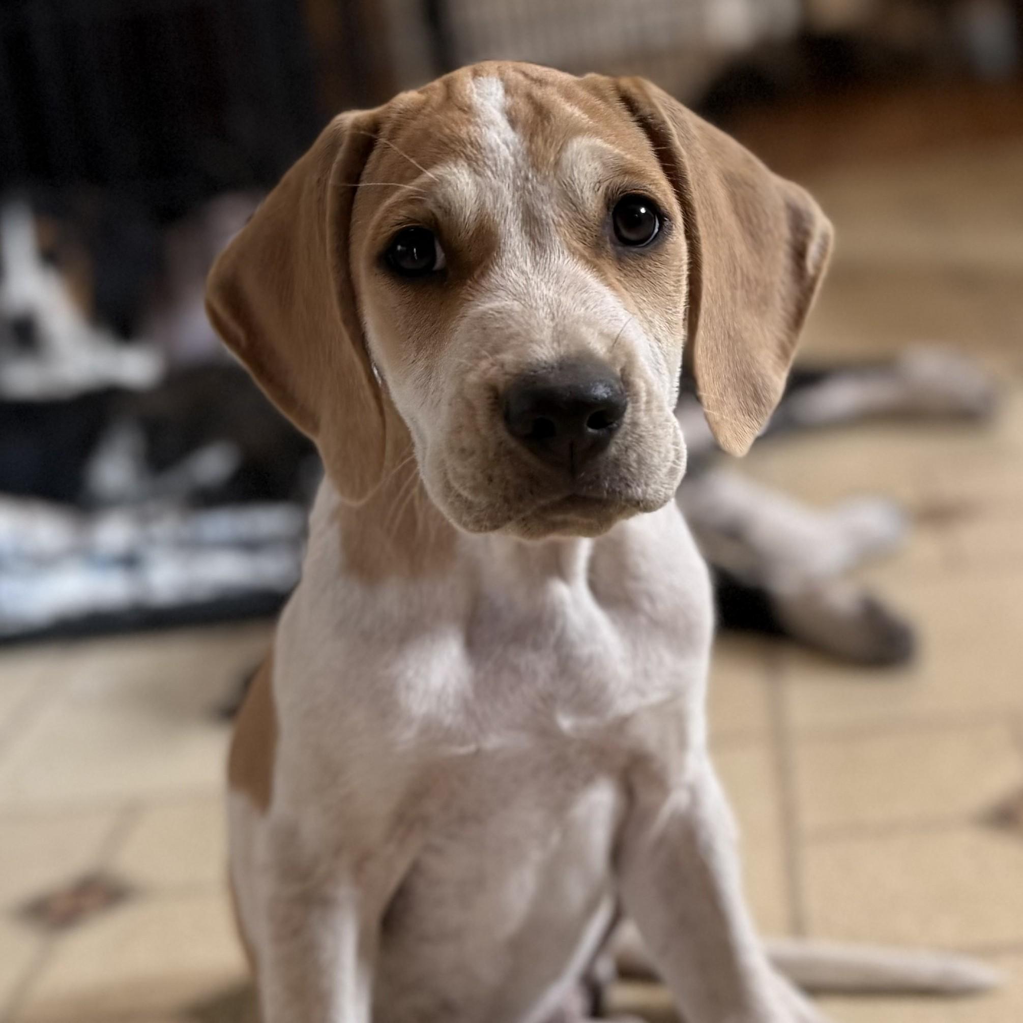 Enlarge Richard, a Adopted mixed breed in Albany, NY image 1/3
