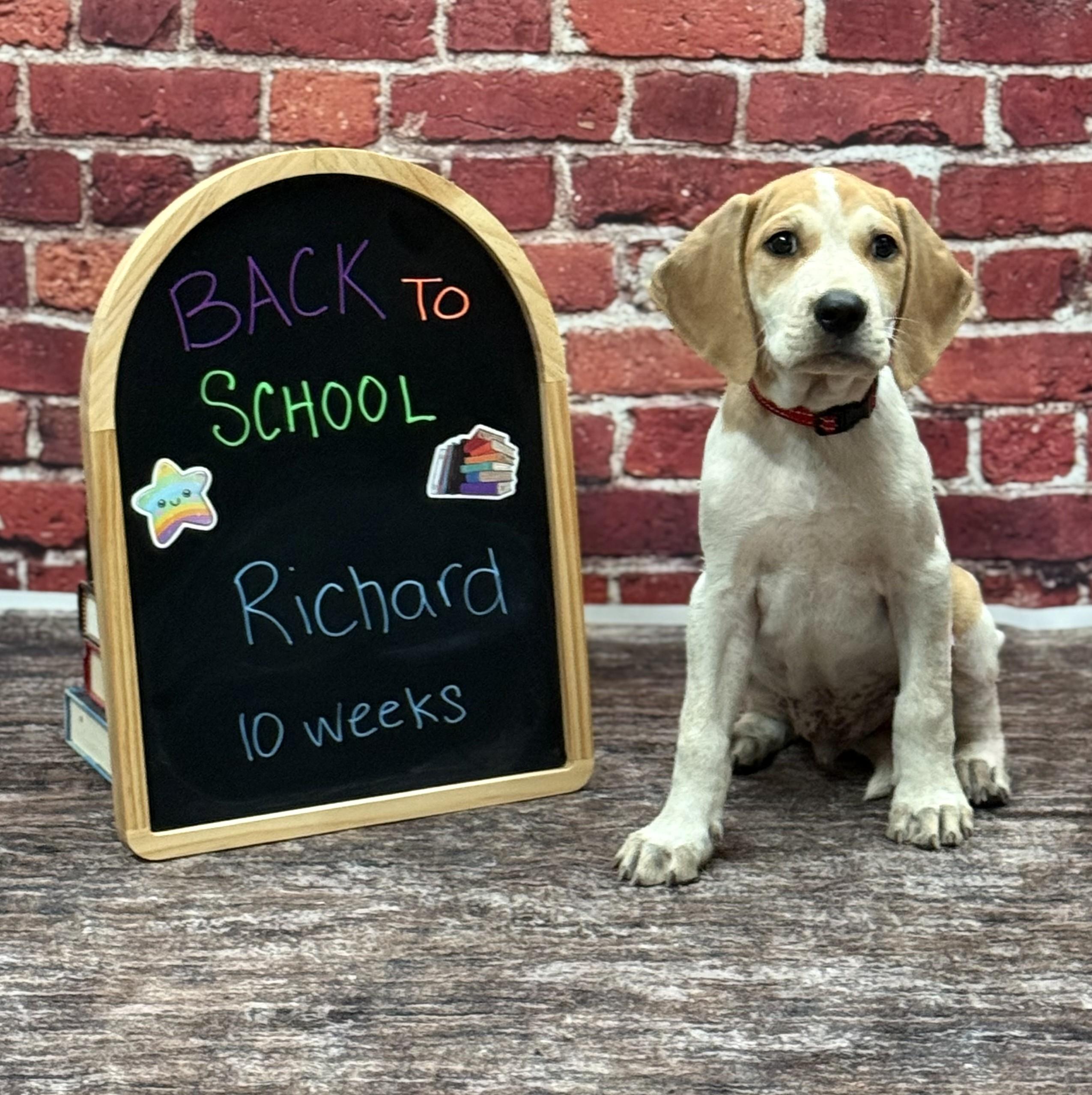 Enlarge Richard, a Adopted mixed breed in Albany, NY image 2/3