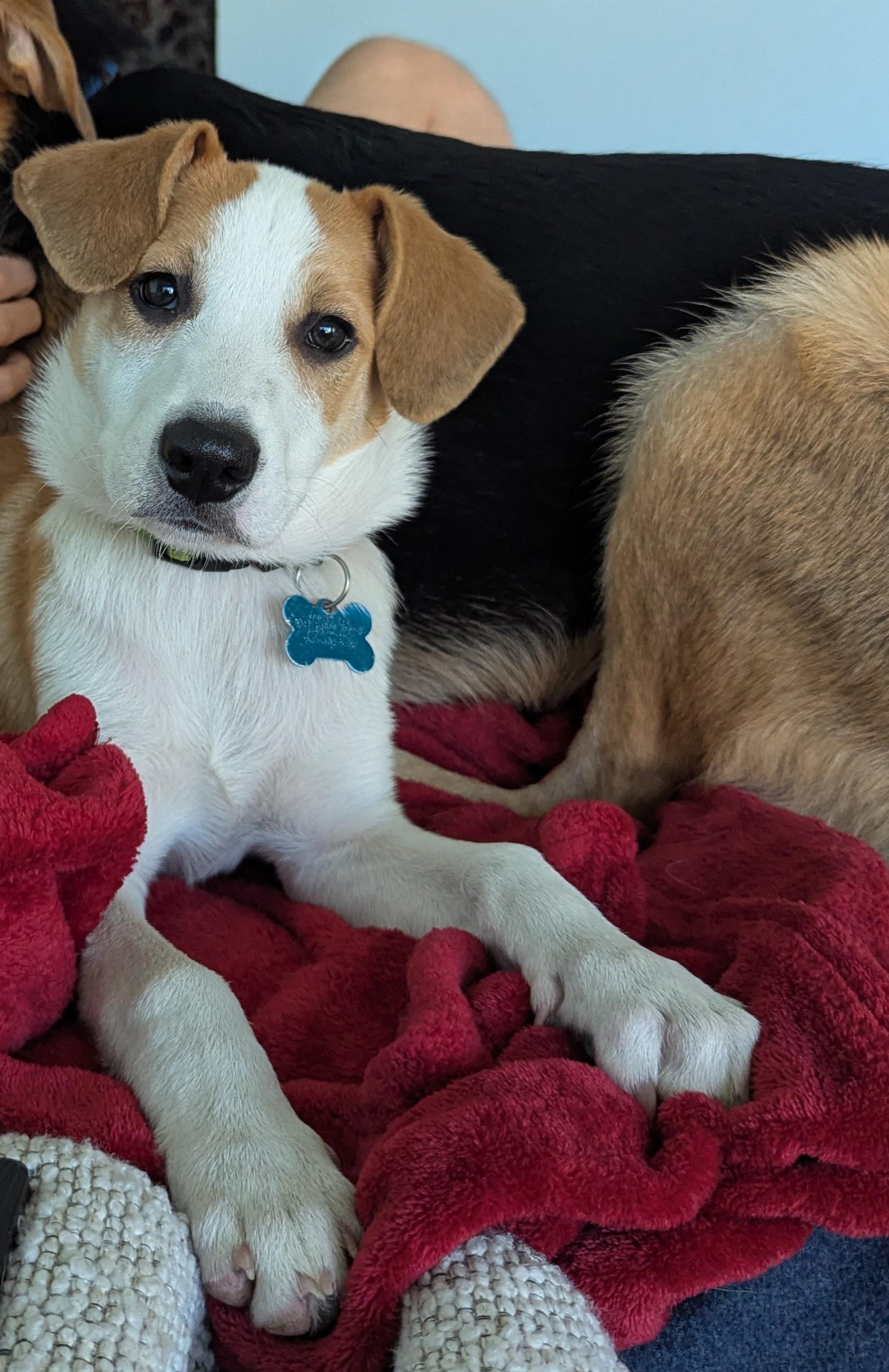 Enlarge Hattie, a Adoptable mixed breed in Minneapolis, MN image 2/5