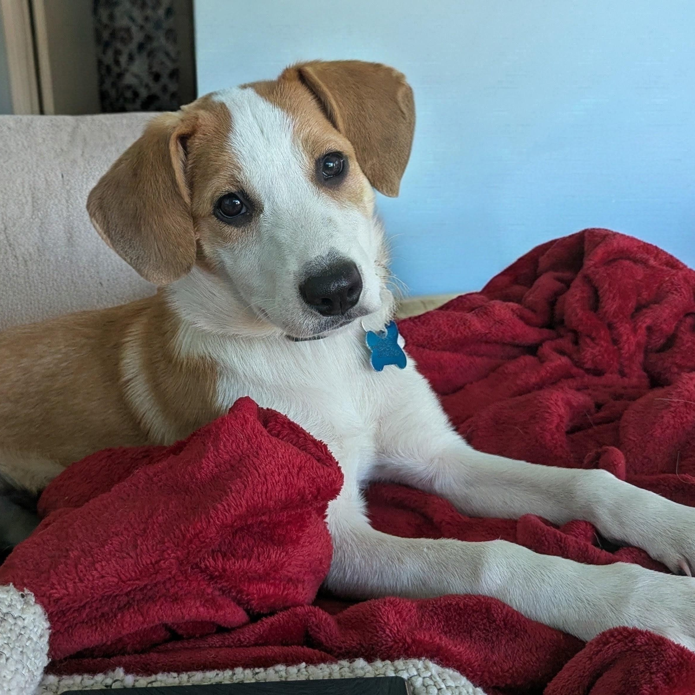 Enlarge Hattie, a Adoptable mixed breed in Minneapolis, MN image 1/5