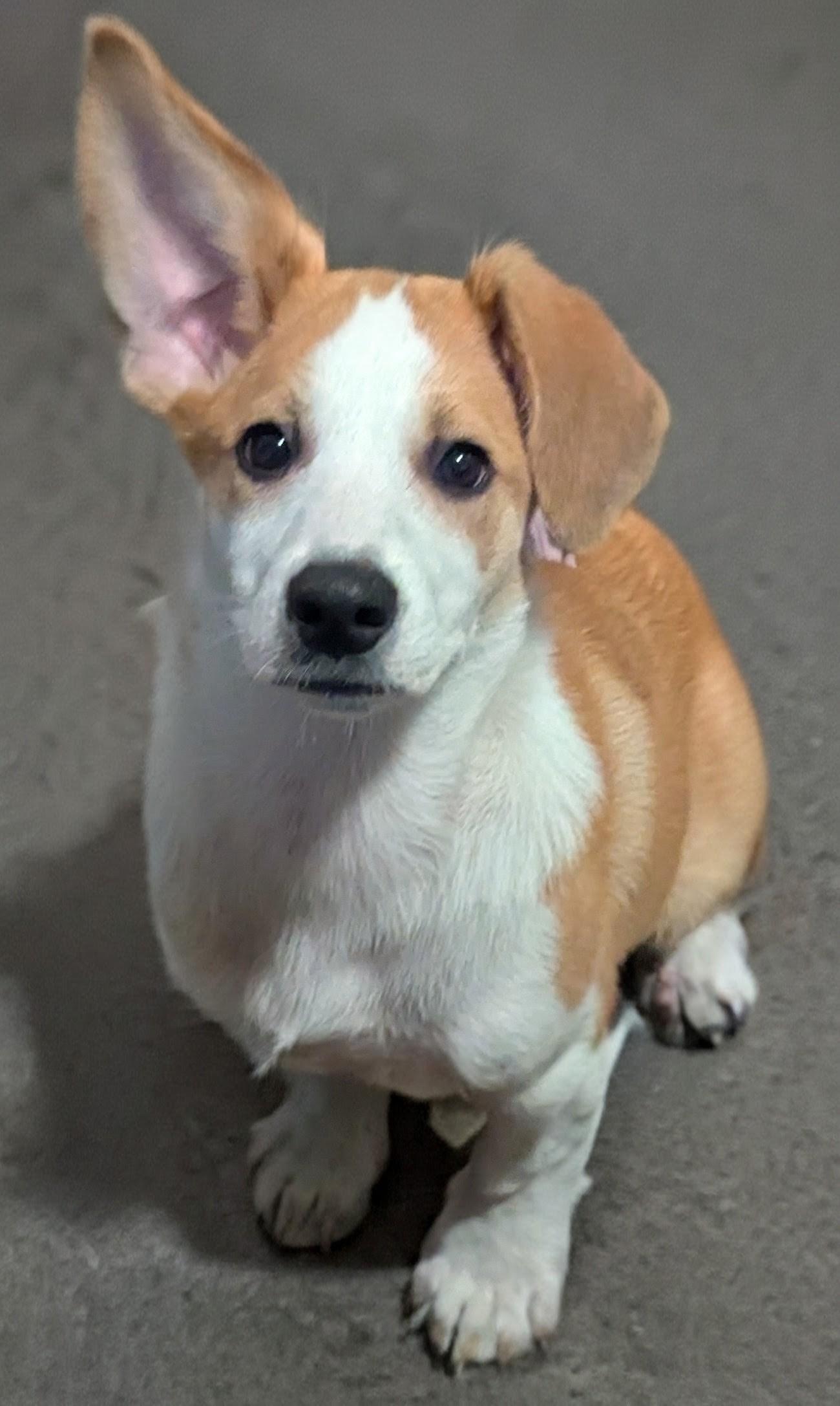 Enlarge Hattie, a Adoptable mixed breed in Minneapolis, MN image 3/5