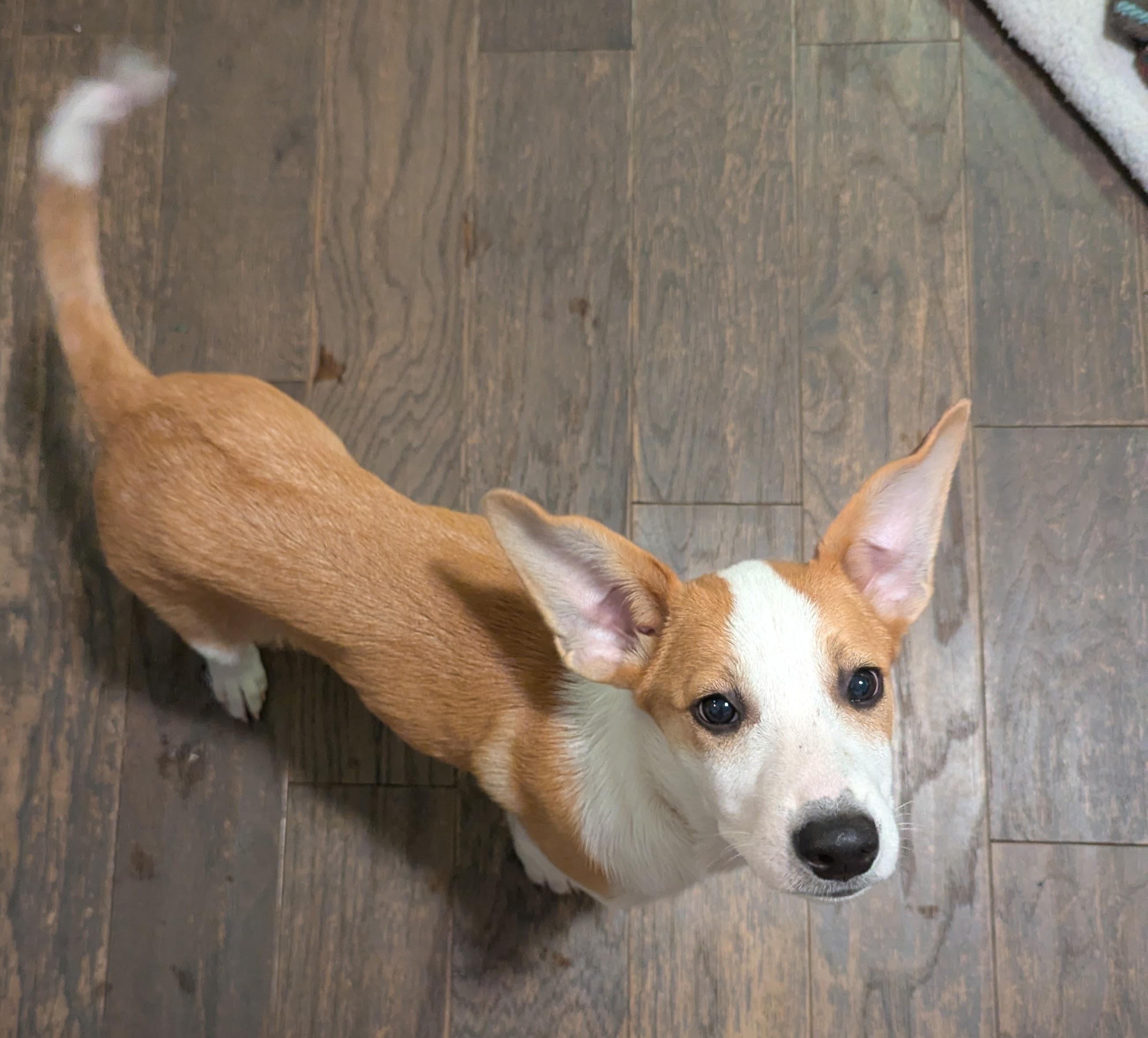 Enlarge Hattie, a Adoptable mixed breed in Minneapolis, MN image 4/5