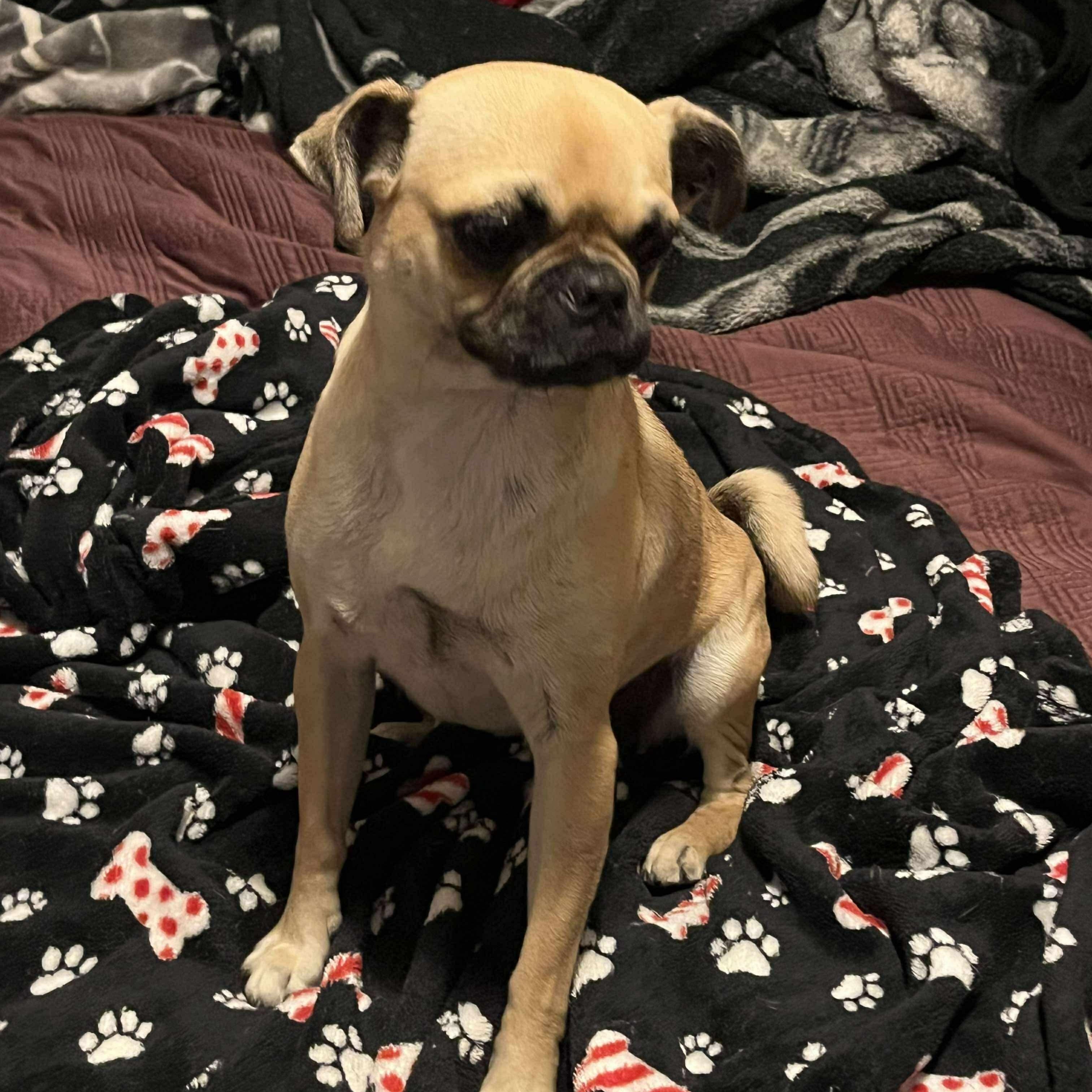 Enlarge Rose, a Adopted Pug in Yreka, CA image 2/4