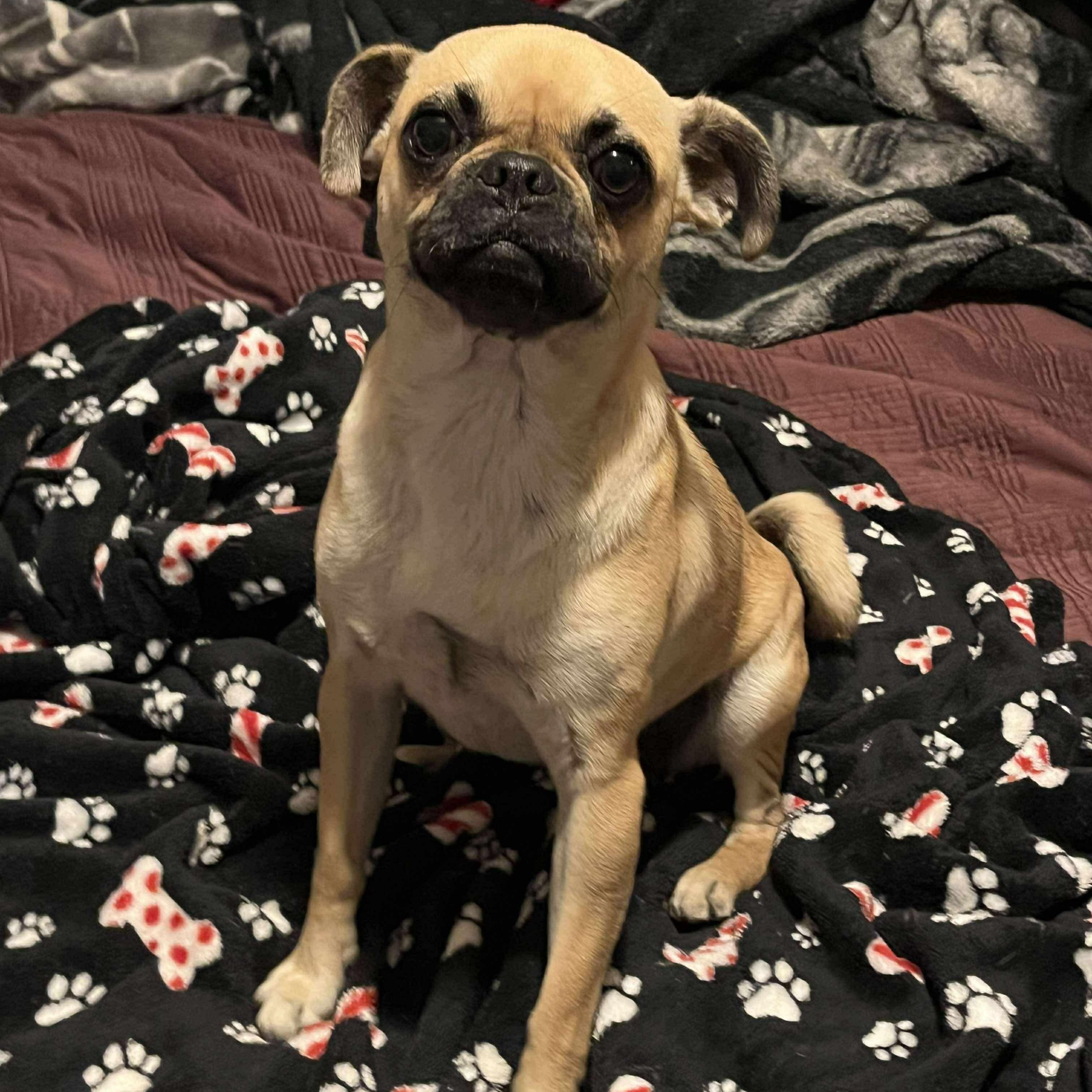 Enlarge Rose, a Adopted Pug in Yreka, CA image 3/4