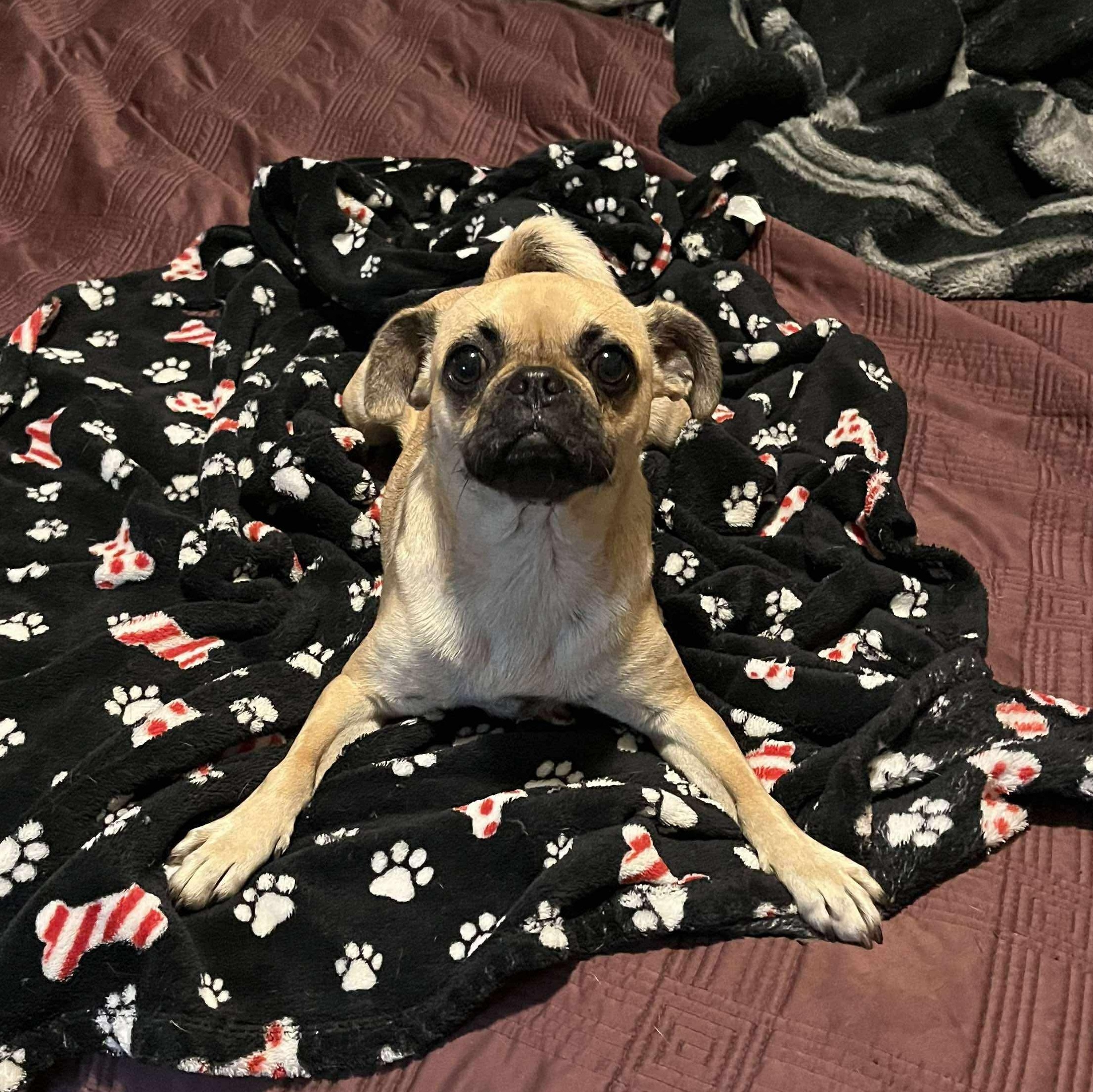 Enlarge Rose, a Adopted Pug in Yreka, CA image 4/4