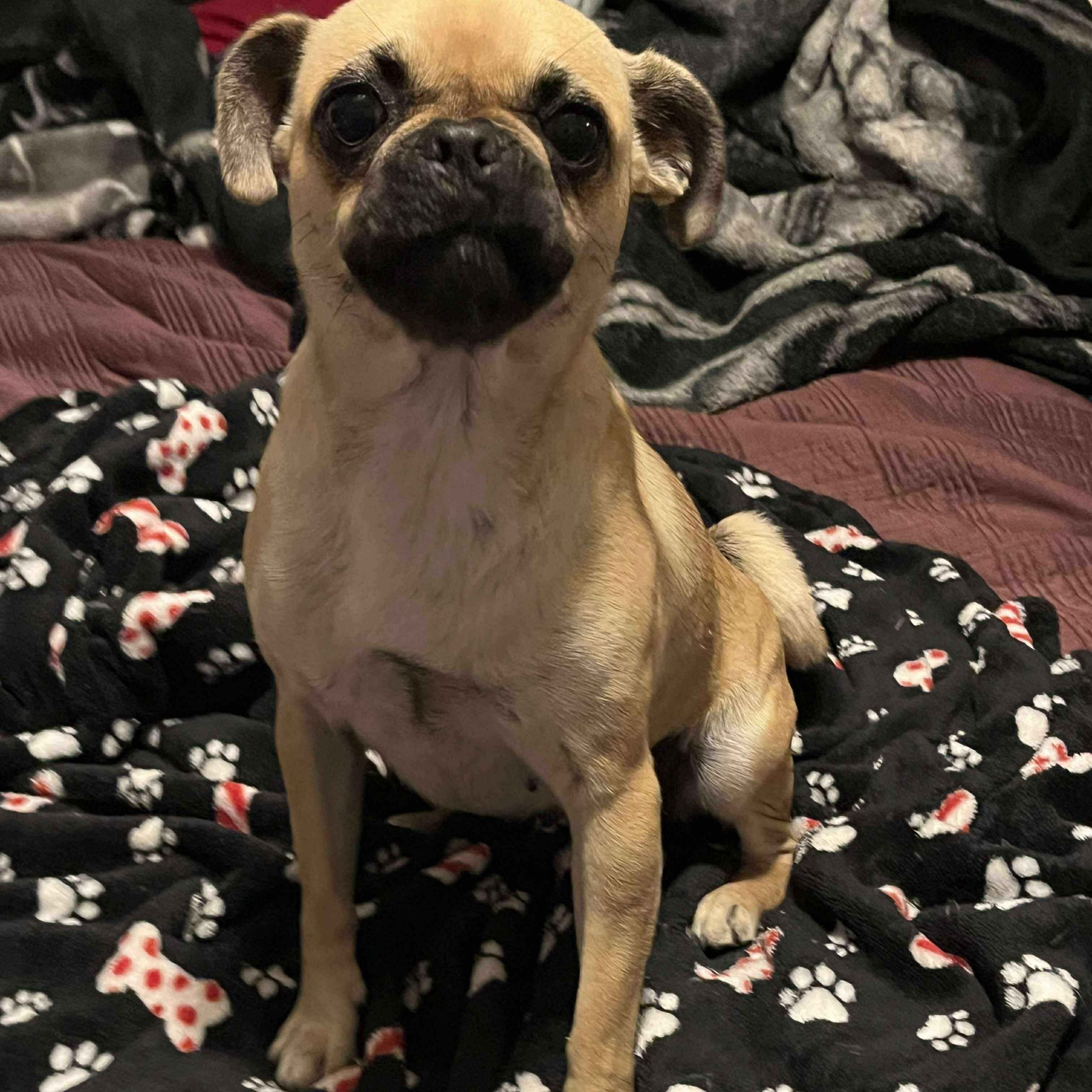 Enlarge Rose, a Adopted Pug in Yreka, CA image 1/4