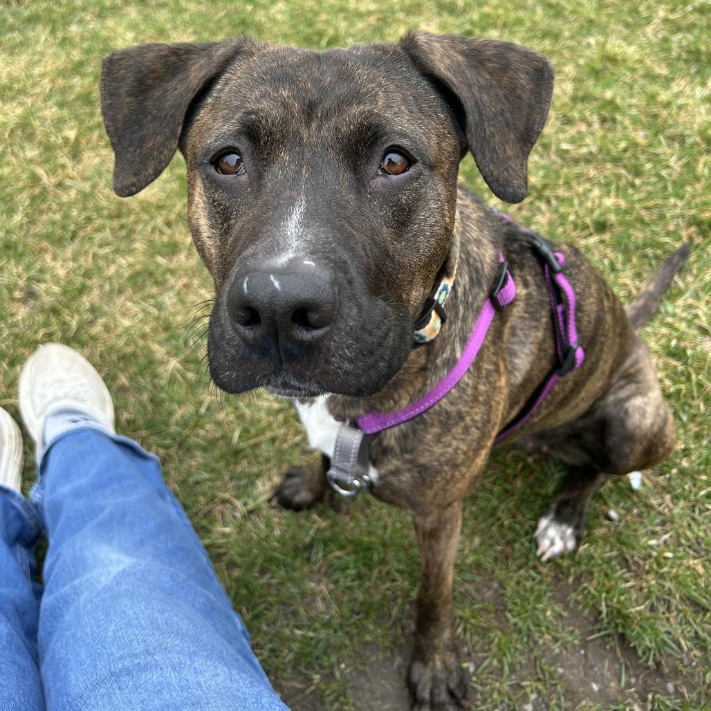 Esme, Adoptable, Adult Female Mixed Breed.