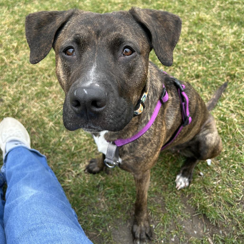 Esme, Adoptable, Adult Female Mixed Breed.
