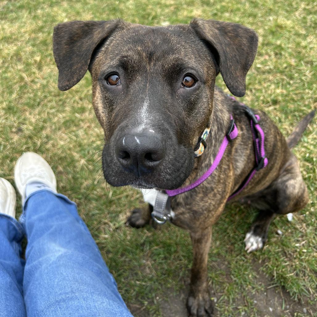 Enlarge Esme, a Adoptable Mixed Breed in South Burlington, VT image 2/6