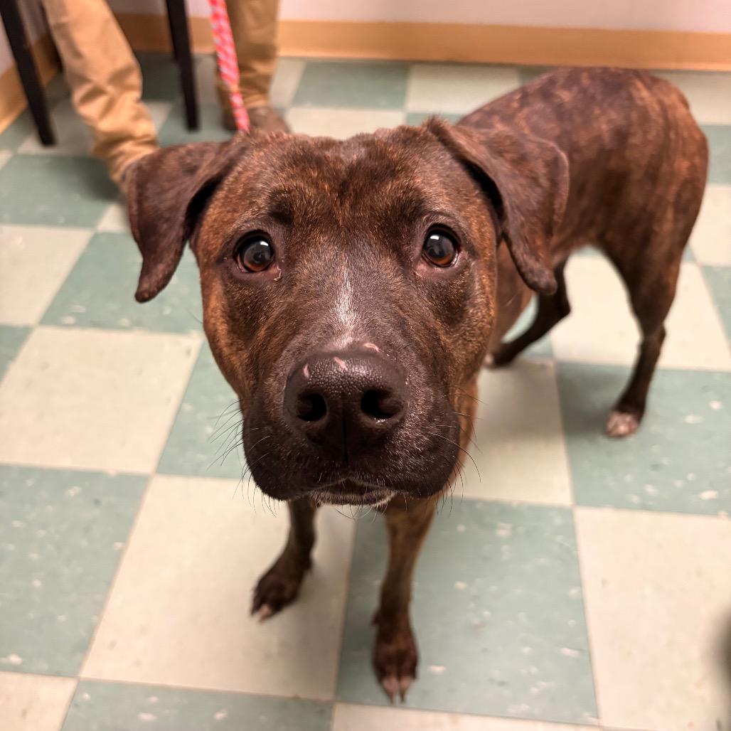 Enlarge Esme, a Adoptable Mixed Breed in South Burlington, VT image 3/6