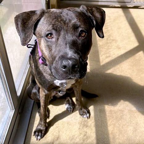 Enlarge Esme, a Adoptable Mixed Breed in South Burlington, VT image 4/6