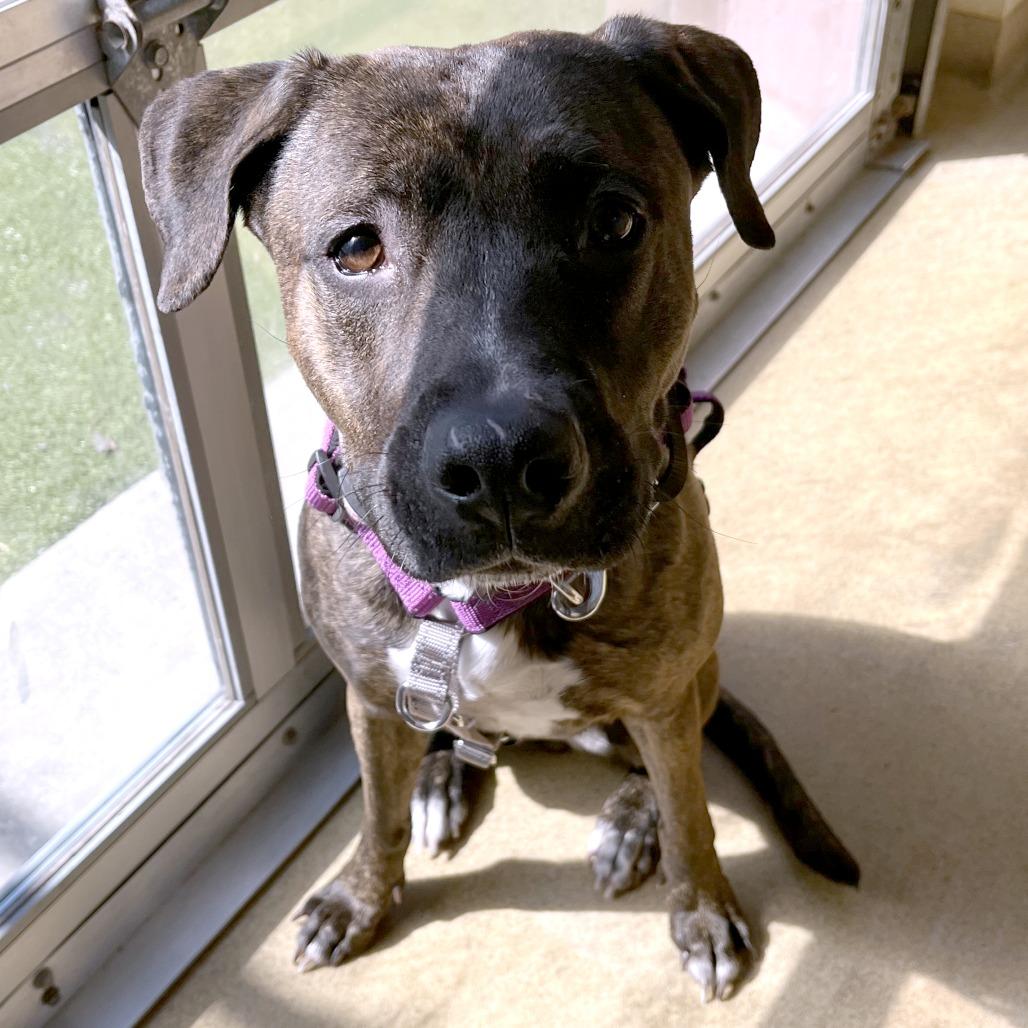 Enlarge Esme, a Adoptable Mixed Breed in South Burlington, VT image 5/6