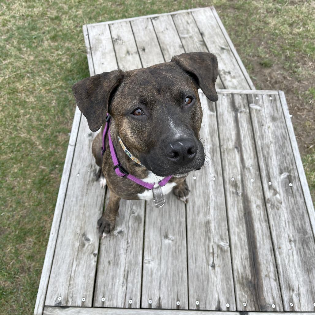 Enlarge Esme, a Adoptable Mixed Breed in South Burlington, VT image 5/6