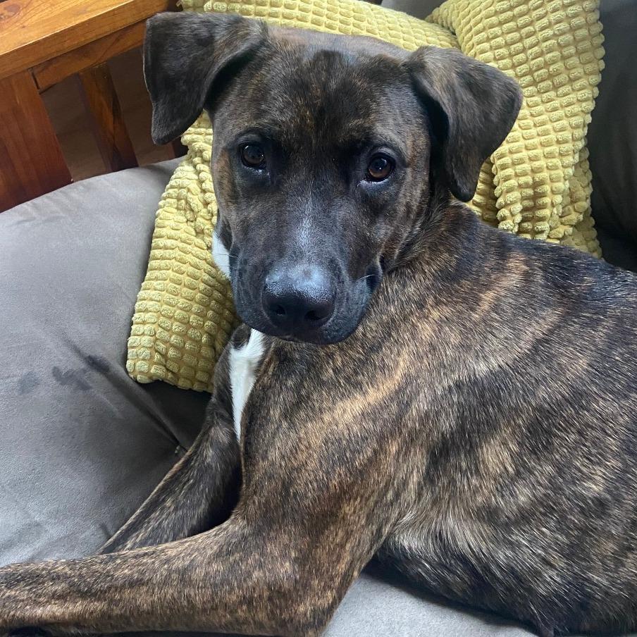 Enlarge Esme, a Adoptable Mixed Breed in South Burlington, VT image 6/6