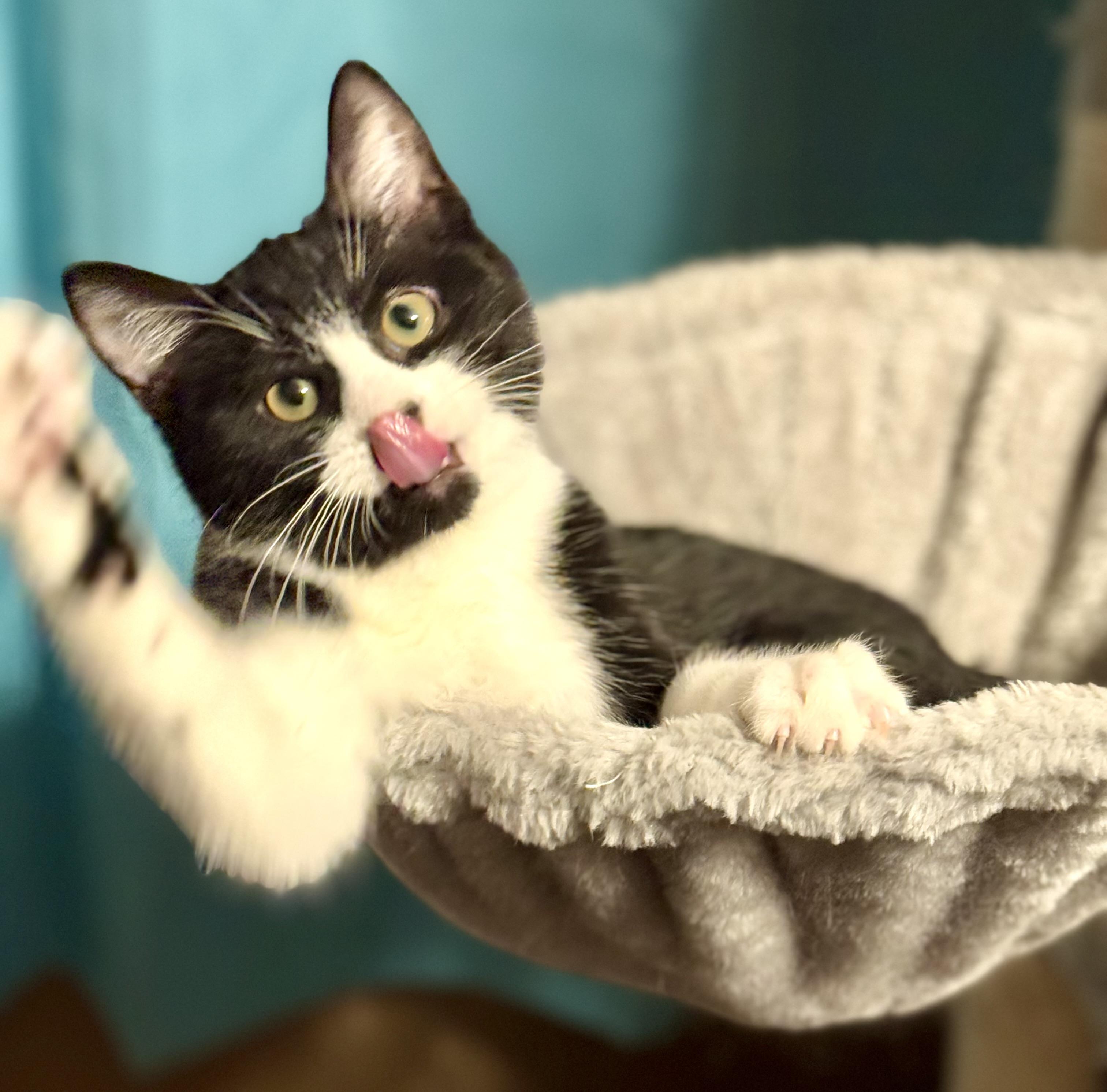 Bowen, an adopted Domestic Short Hair in Sedalia, MO image 2/2