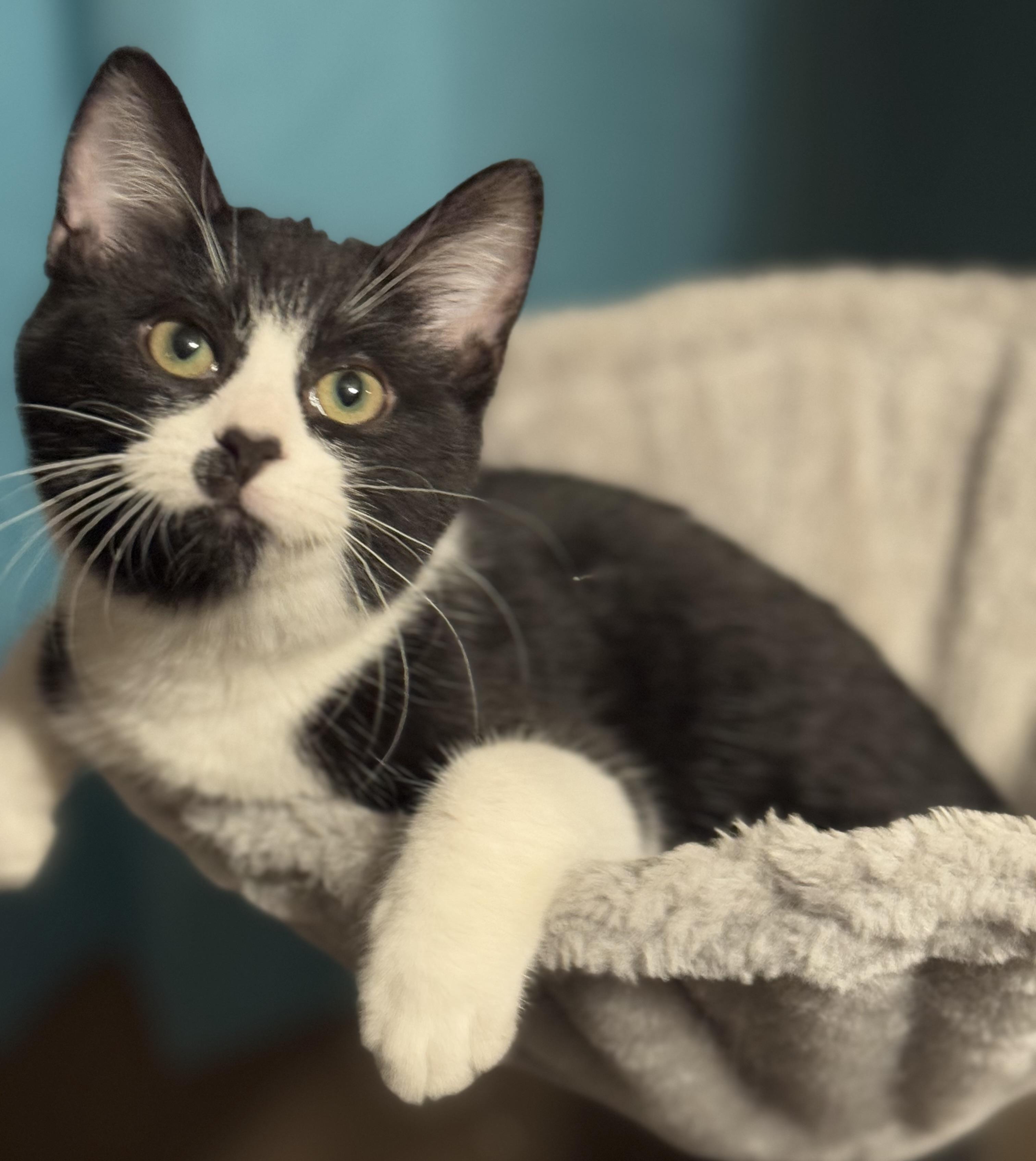 Bowen, ADOPTABLE, Kitten Male Domestic Short Hair.