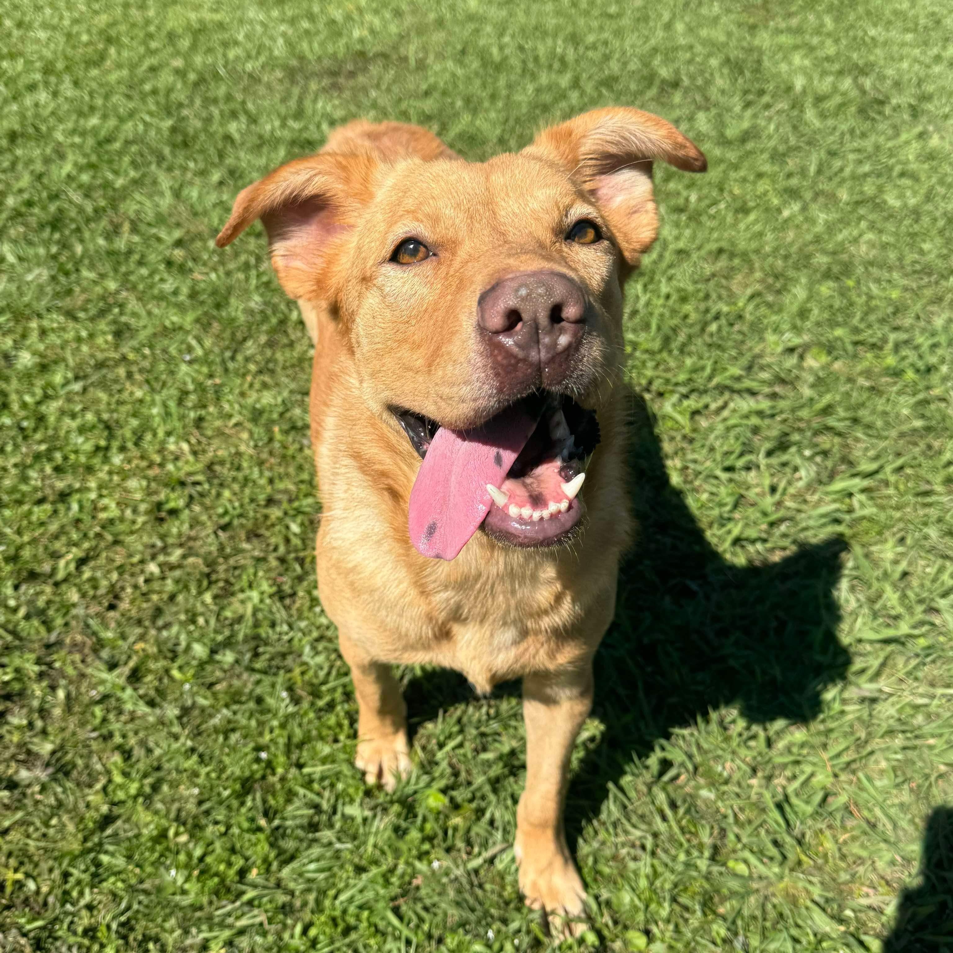 Sampson, Adoptable, Adult Male Mixed Breed.