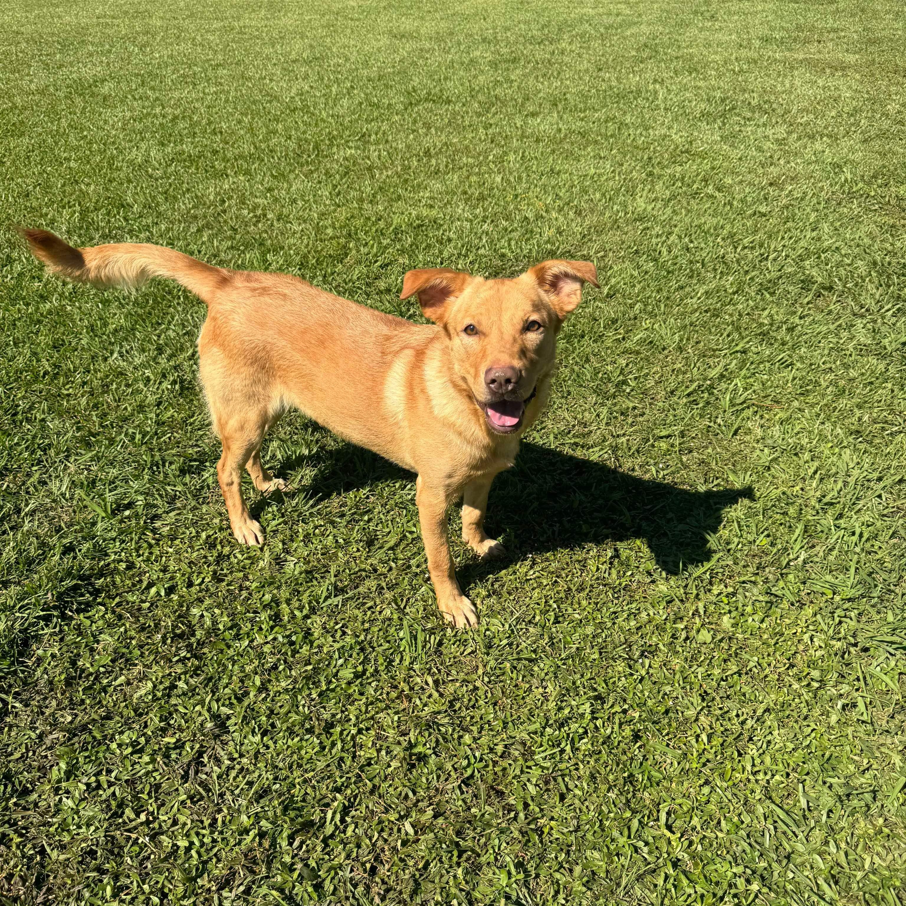 Sampson, a Adoptable Mixed Breed in Myrtle Beach, SC image 2/6