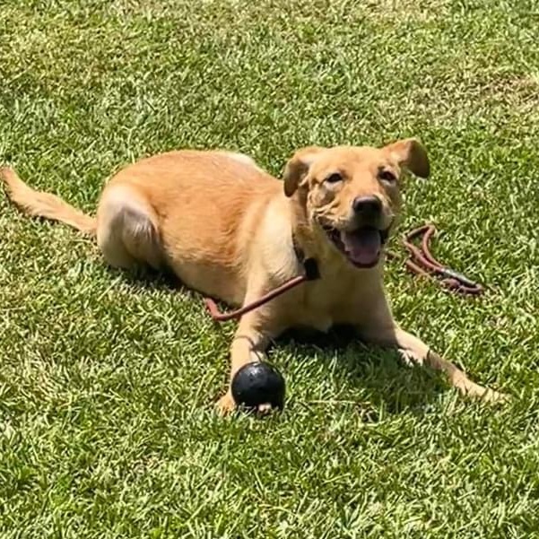 Sampson, a Adoptable Mixed Breed in Myrtle Beach, SC image 4/6