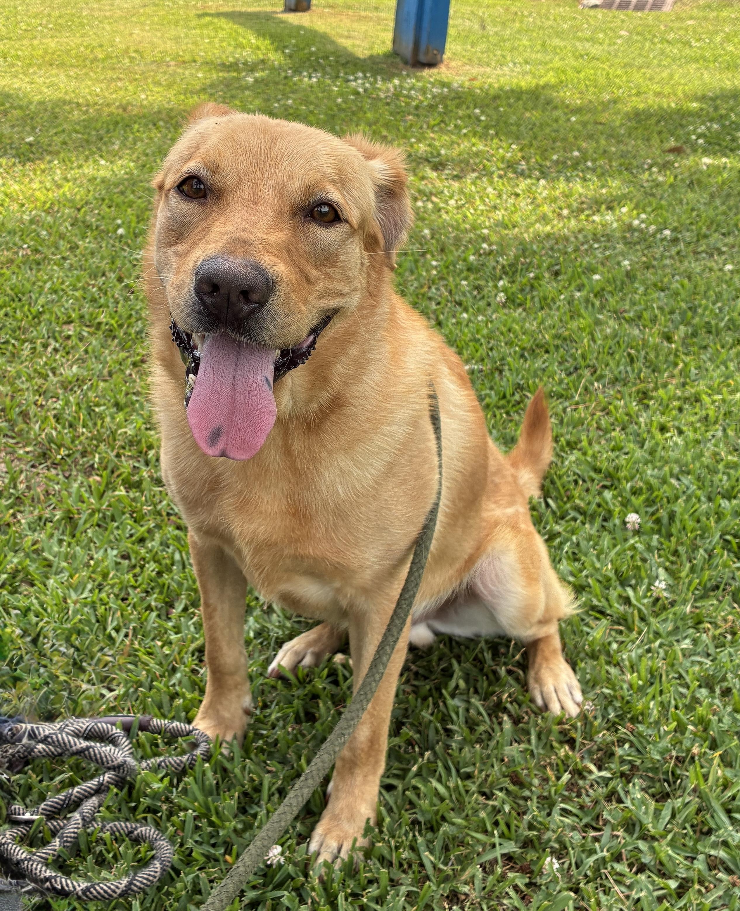 Enlarge Sampson, a Adoptable Mixed Breed in Myrtle Beach, SC image 4/5