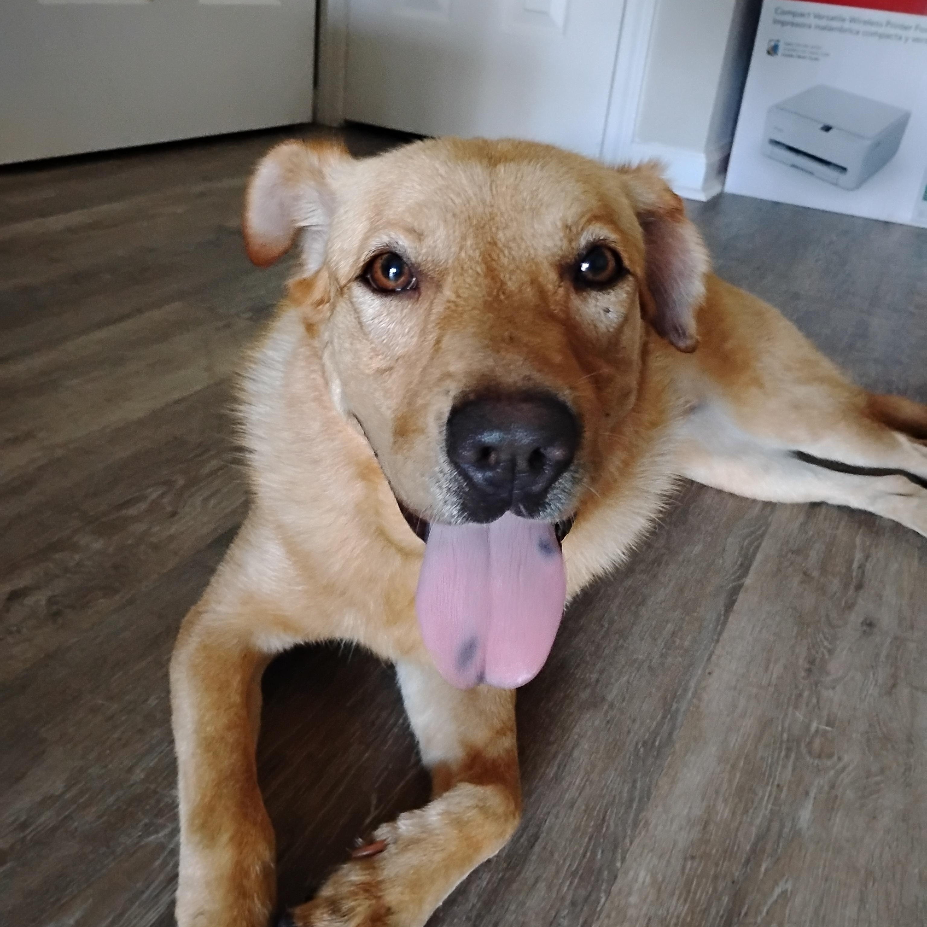 Enlarge Sampson(in foster), a Adoptable Mixed Breed in Myrtle Beach, SC image 1/5