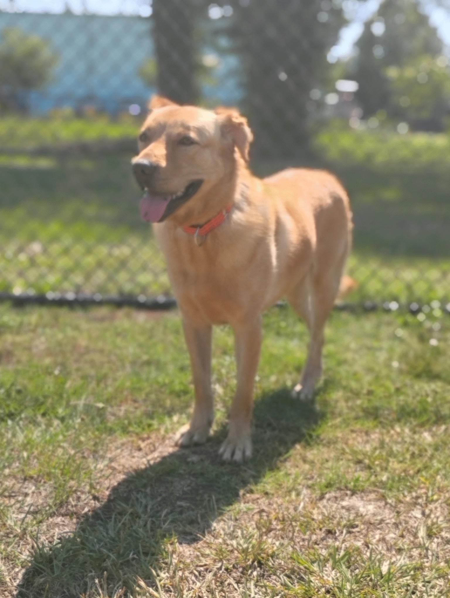 Enlarge Sampson(in foster), a Adoptable Mixed Breed in Myrtle Beach, SC image 3/5