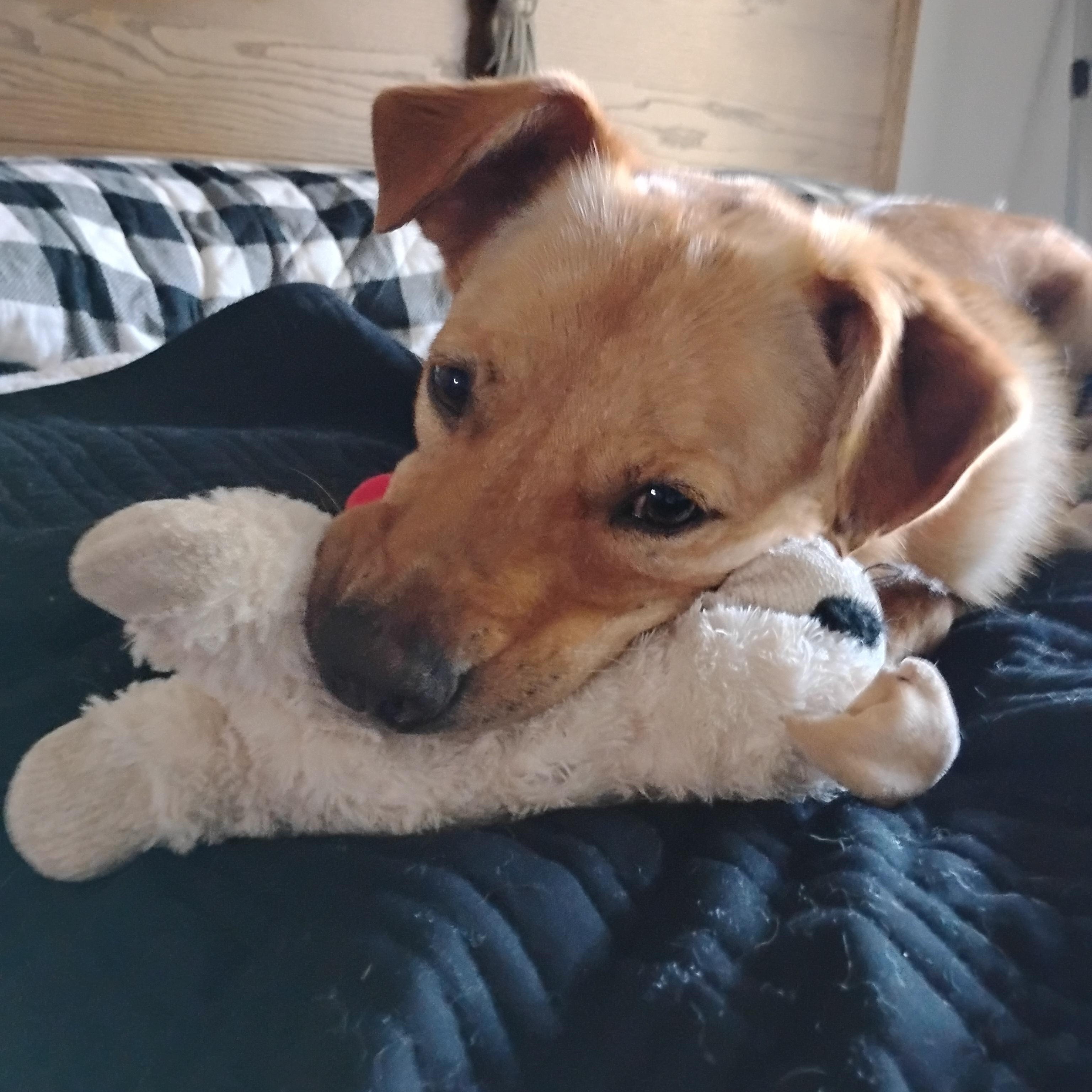 Enlarge Sampson(in foster), a Adoptable Mixed Breed in Myrtle Beach, SC image 4/5