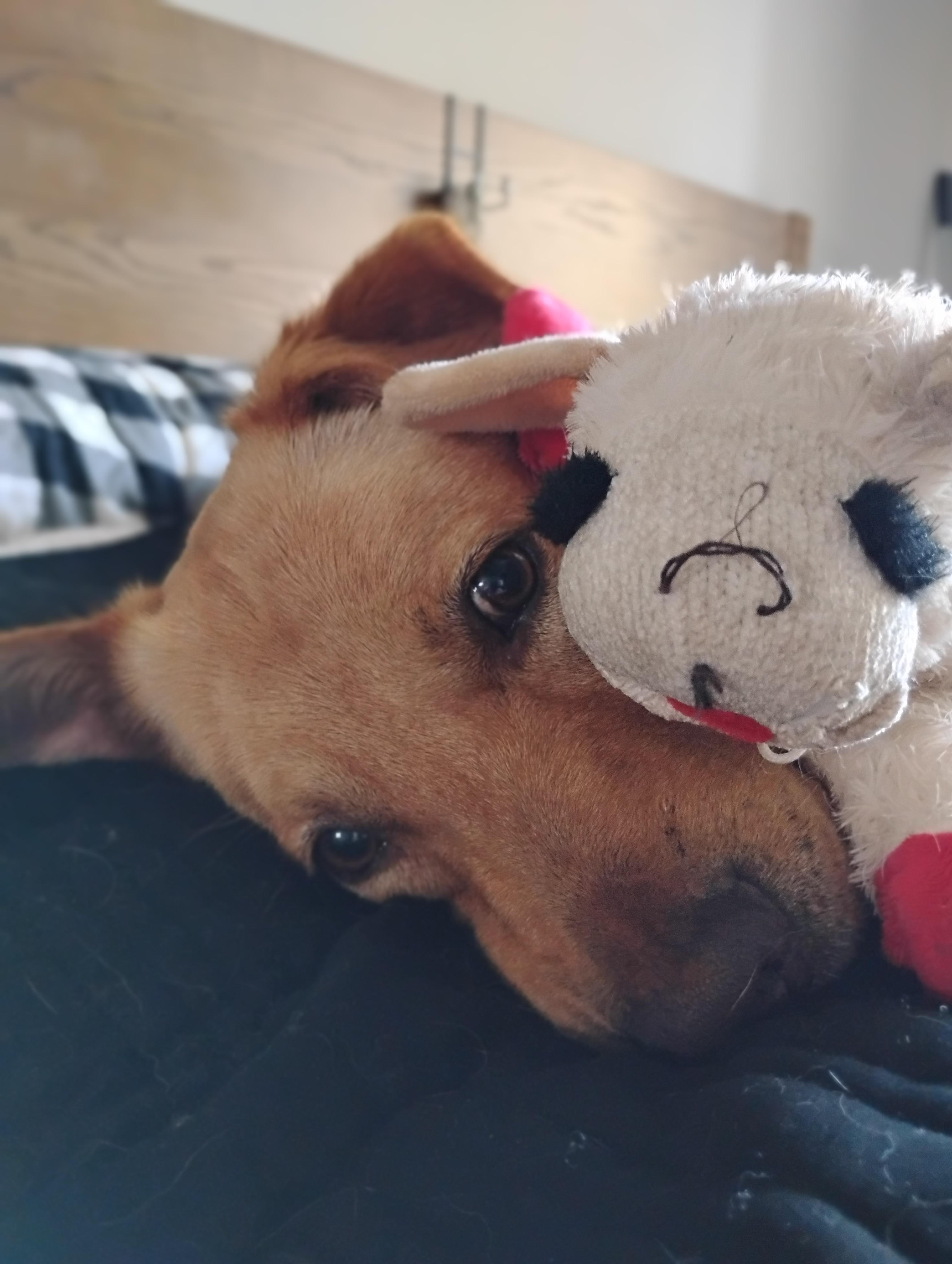Enlarge Sampson(in foster), a Adoptable Mixed Breed in Myrtle Beach, SC image 5/5