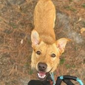 Sampson, Adoptable, Adult Male Mixed Breed.
