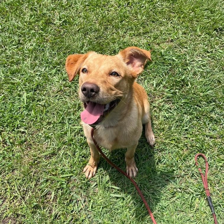 Sampson, a Adoptable Mixed Breed in Myrtle Beach, SC image 5/6