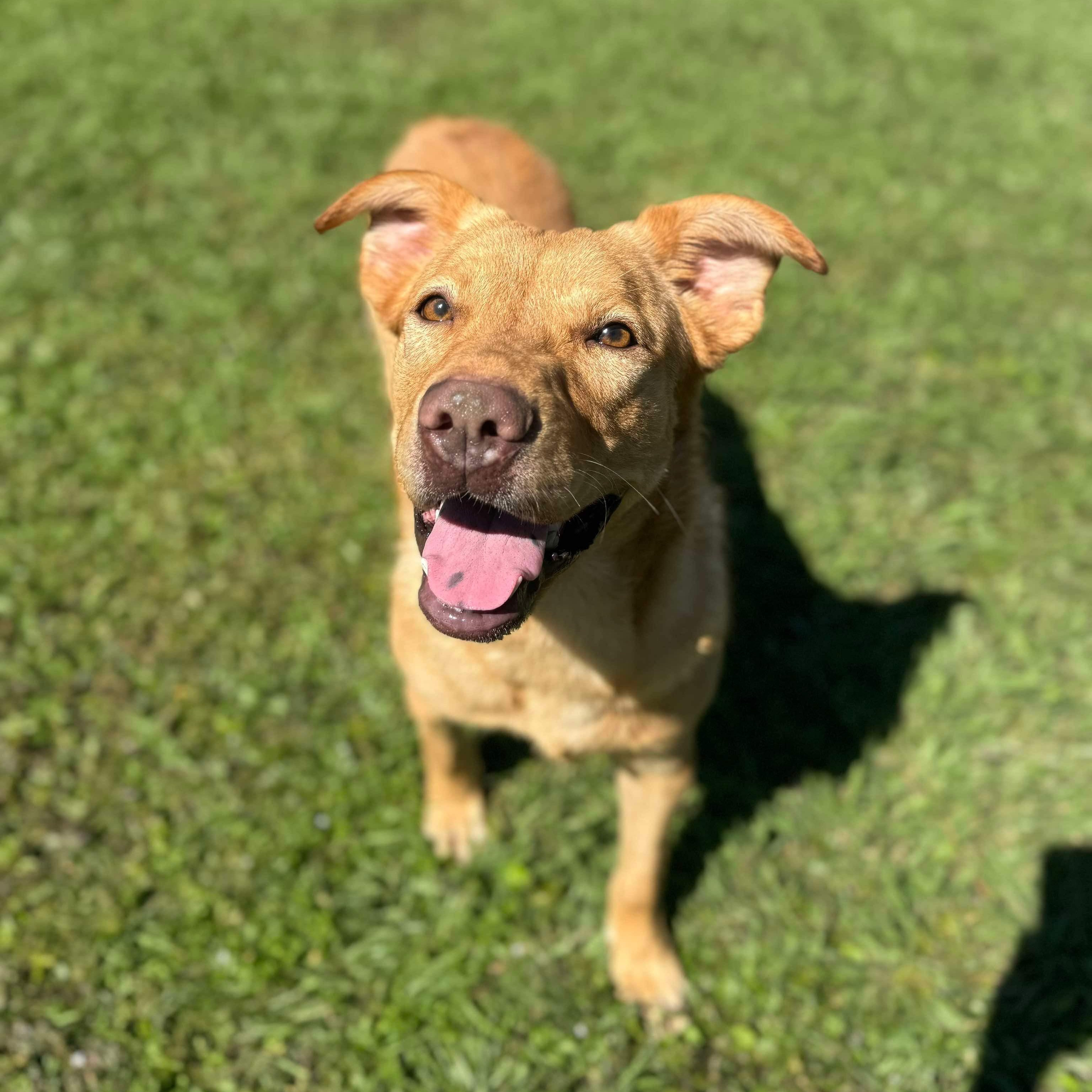 Sampson, adoptable, Adult Male Mixed Breed.