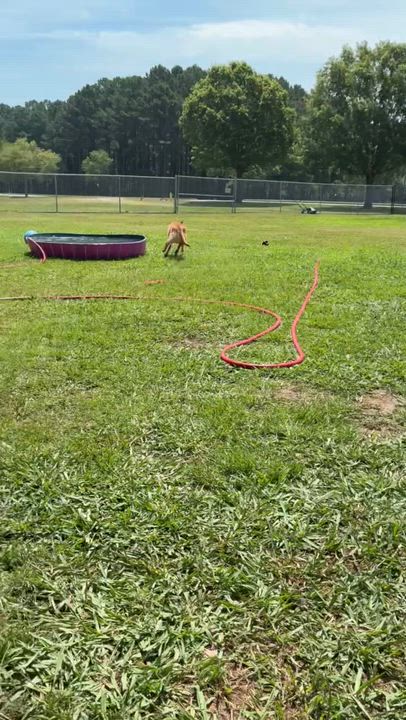 Enlarge Sampson, a Adoptable Mixed Breed in Myrtle Beach, SC video 3/5