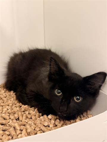PERSEUS, Adoptable, Kitten Male Domestic Short Hair.