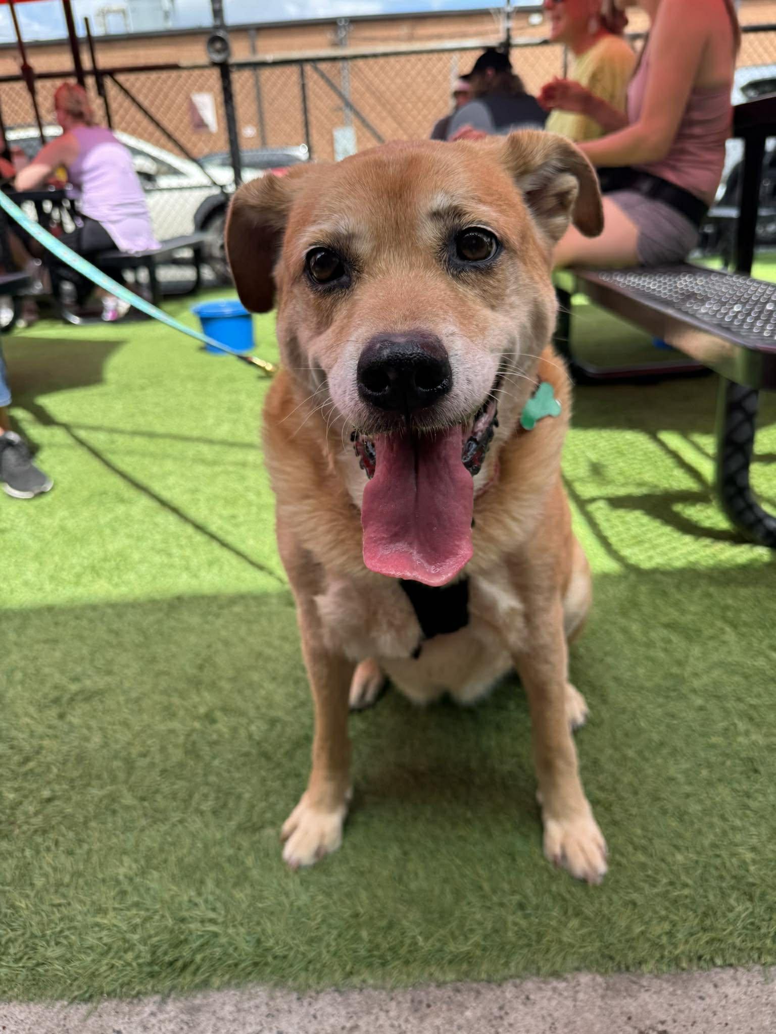 Enlarge Terra, a Adoptable Labrador Retriever in Charlotte, NC image 1/3