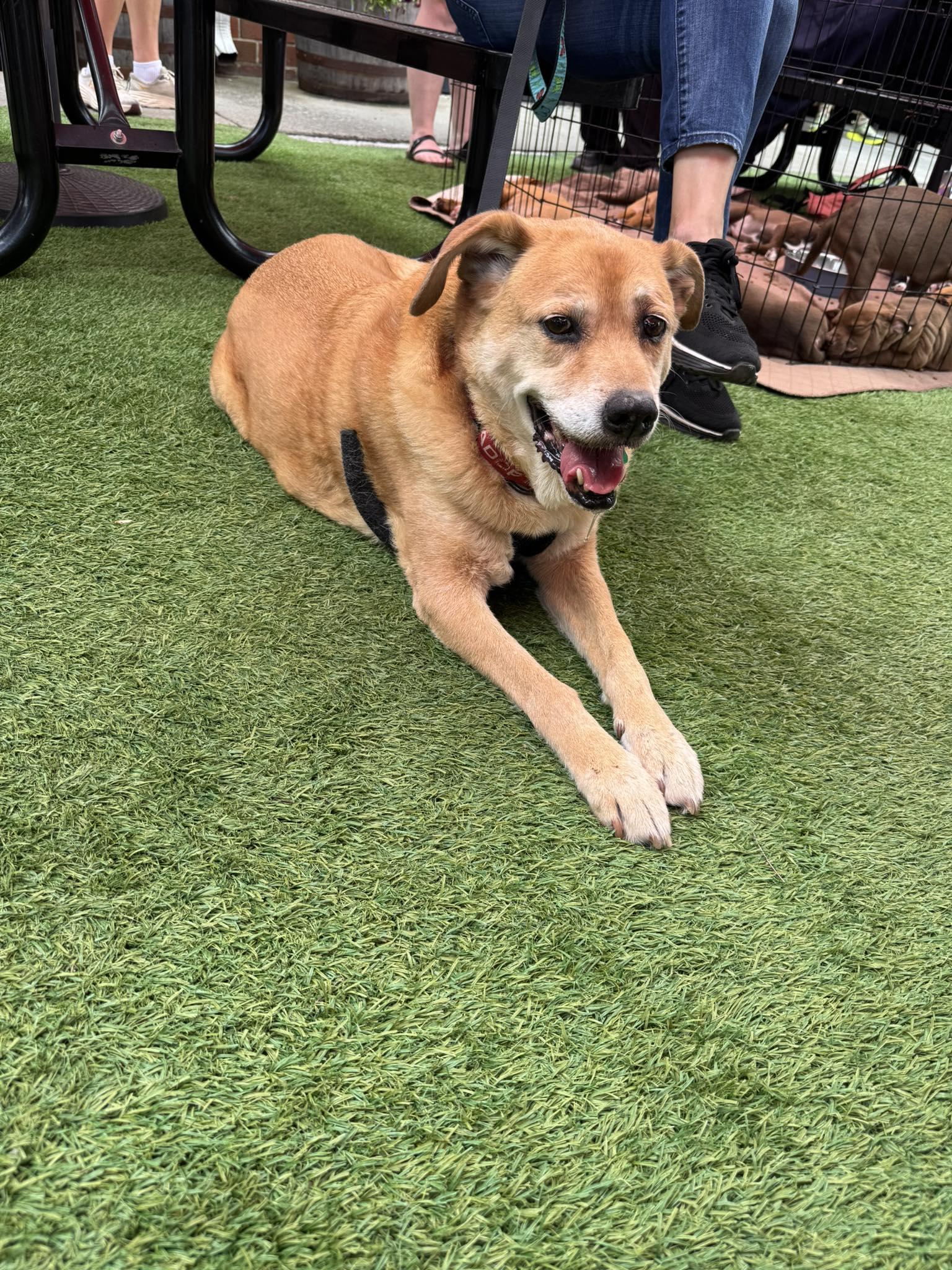 Enlarge Terra, a Adoptable Labrador Retriever in Charlotte, NC image 2/3
