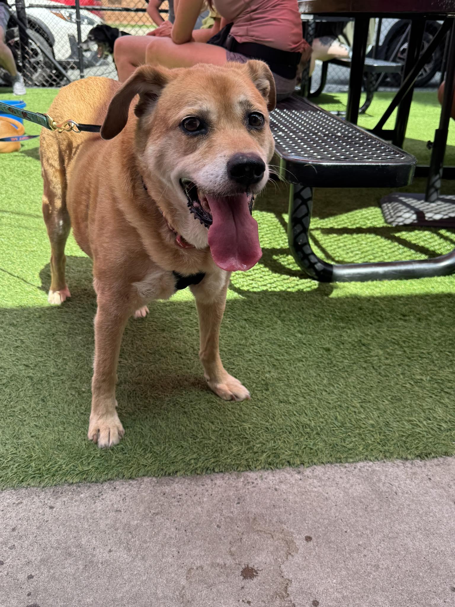 Enlarge Terra, a Adoptable Labrador Retriever in Charlotte, NC image 3/3