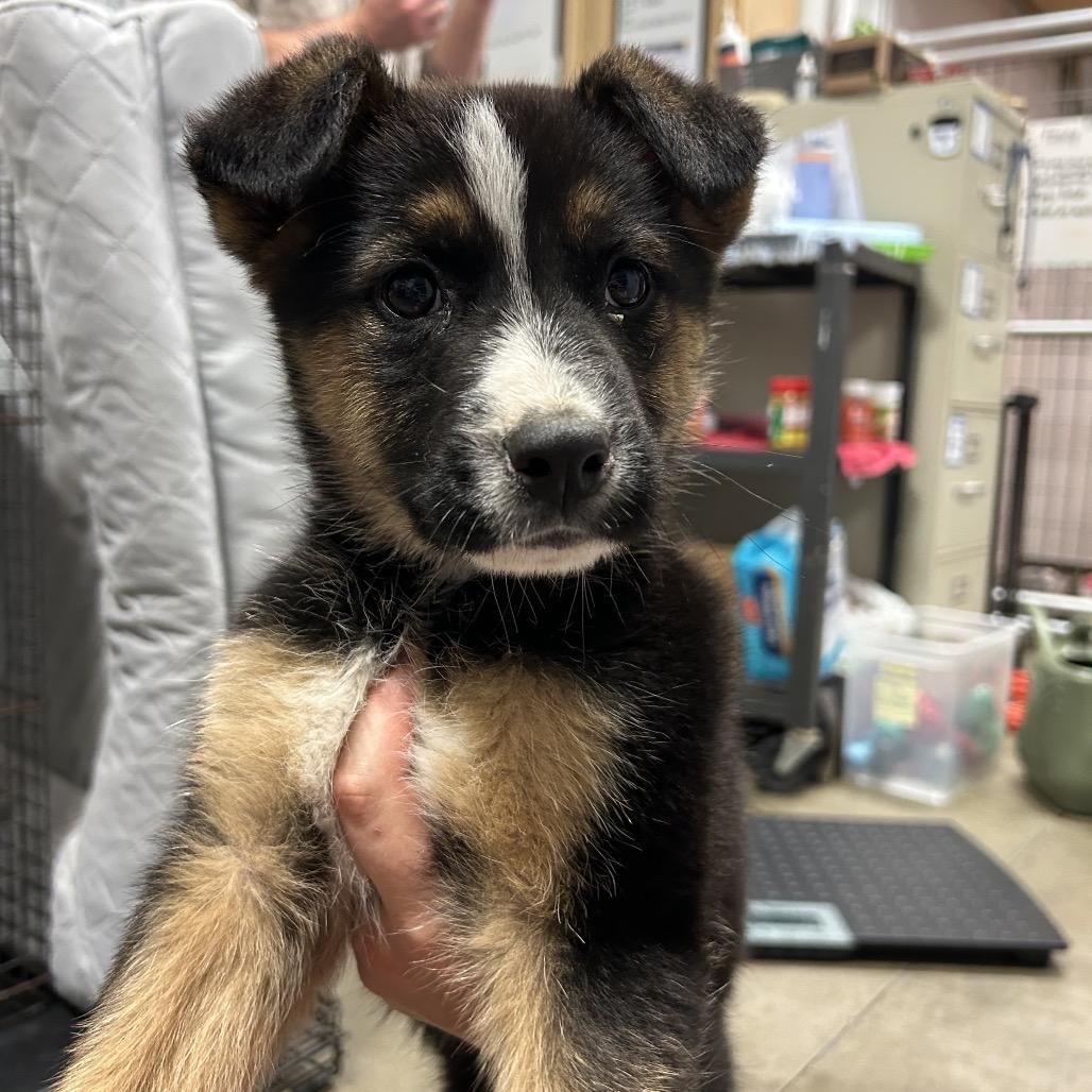 Enlarge Zeke, a Adopted Mixed Breed in Bismarck, ND image 1/6