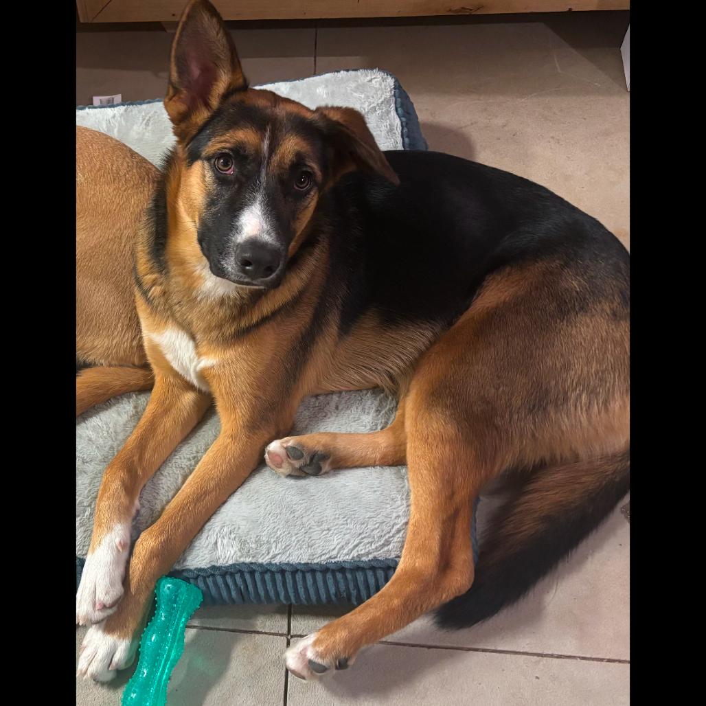 Enlarge Zeke, a Adopted Mixed Breed in Bismarck, ND image 2/6