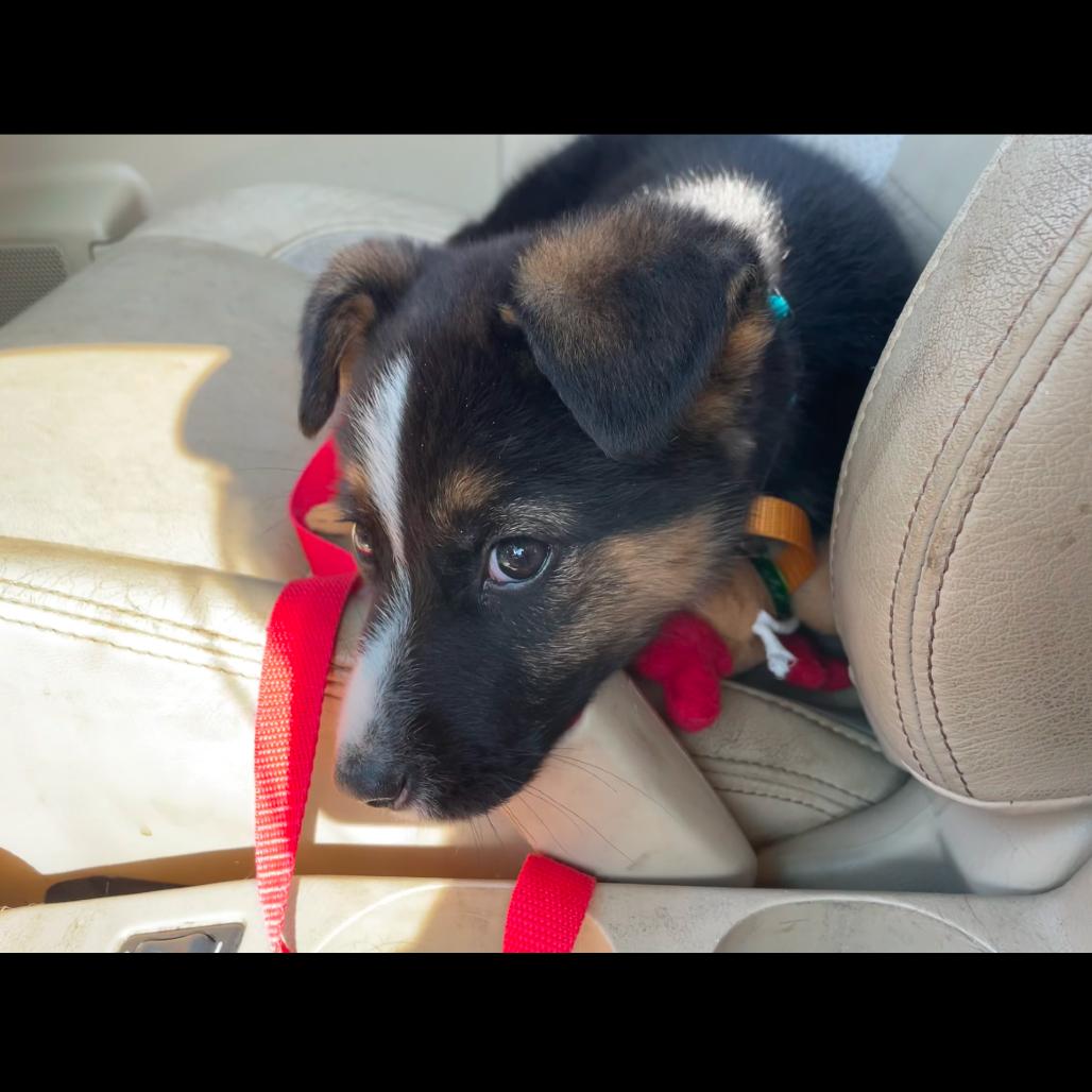 Enlarge Zeke, a Adopted Mixed Breed in Bismarck, ND image 3/6