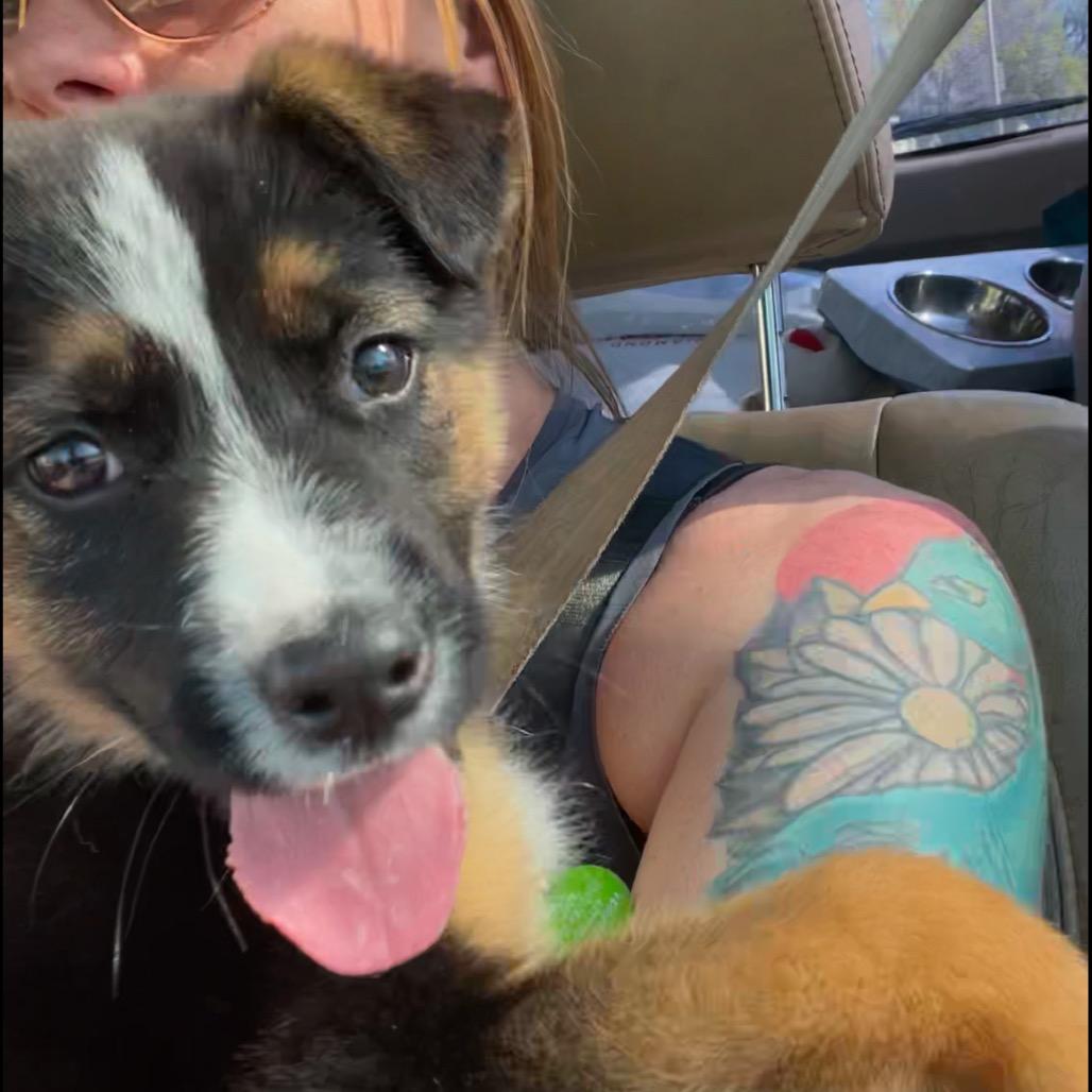 Enlarge Zeke, a Adopted Mixed Breed in Bismarck, ND image 4/6