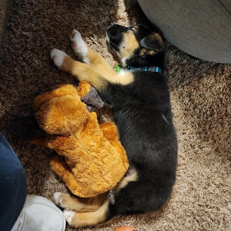 Enlarge Zeke, a Adopted Mixed Breed in Bismarck, ND image 5/6