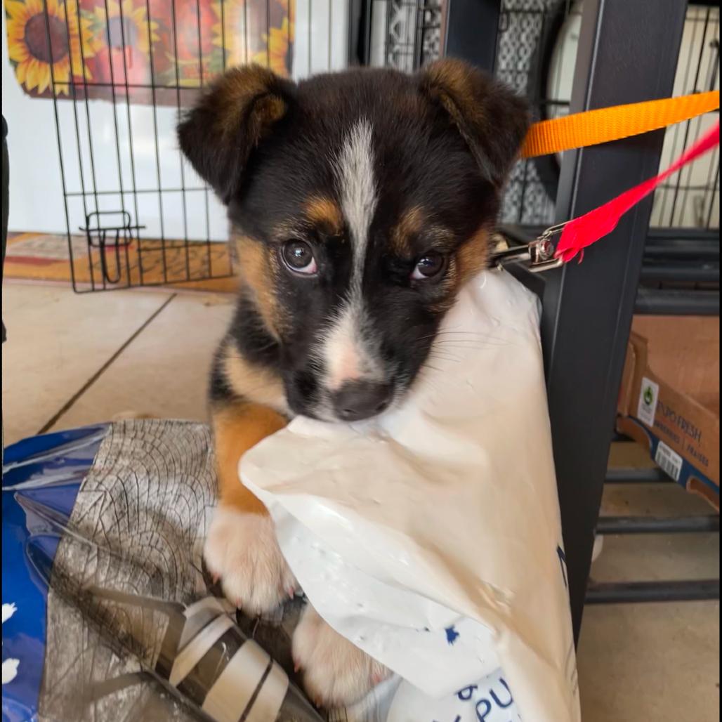 Enlarge Zeke, a Adopted Mixed Breed in Bismarck, ND image 6/6