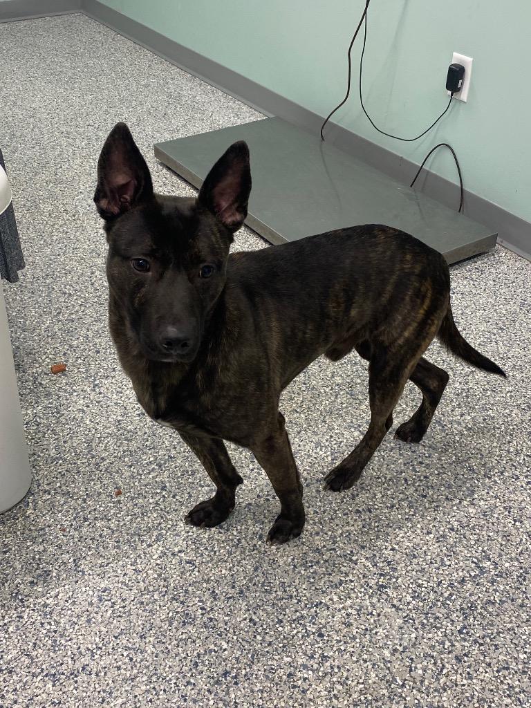 Max, Adoptable, Young Male Terrier.