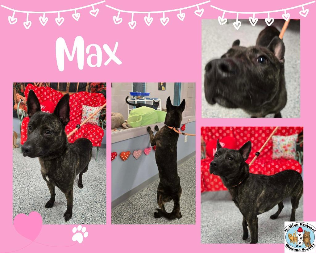 Max, a Adoptable mixed breed in Athens, TN image 2/2