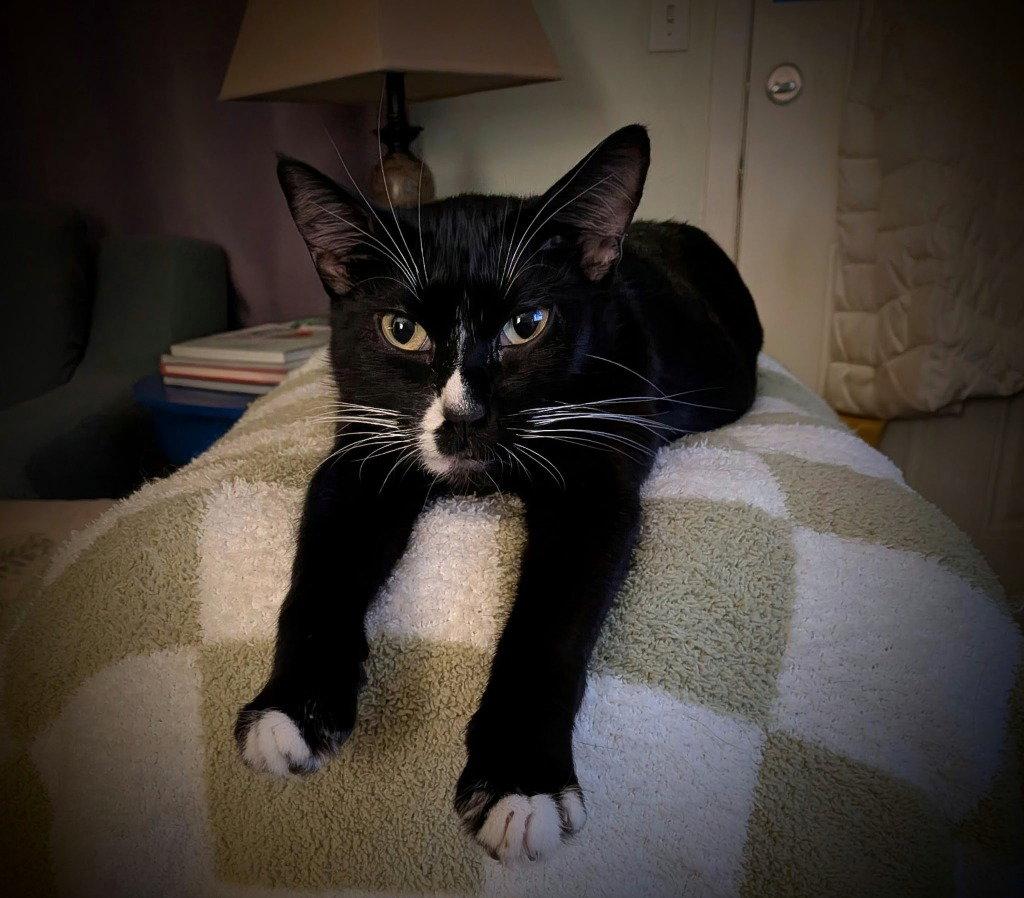Emmaline, Adoptable, Young Female Domestic Short Hair.