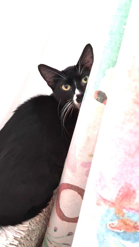 Enlarge Emmaline, a Adoptable Domestic Short Hair in St. Helens, OR image 2/3