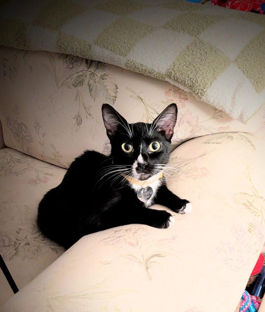 Enlarge Emmaline, a Adoptable Domestic Short Hair in St. Helens, OR image 3/3