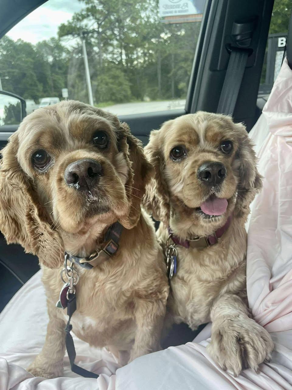 Megan & Mia, adopted, Adult Female Cocker Spaniel.