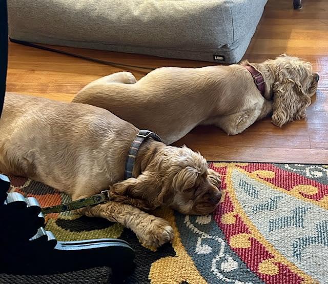 Enlarge Megan & Mia, an adopted Cocker Spaniel in Cape Coral, FL image 3/6